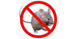 Repulsif souris et rat