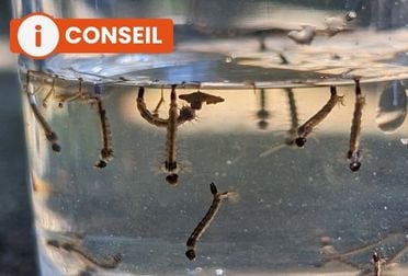 Comment éliminer les larves de moustique ?