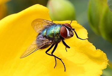 Comment éliminer les mouches efficacement ?