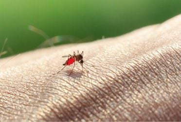 Comment éliminer les moustiques efficacement ?