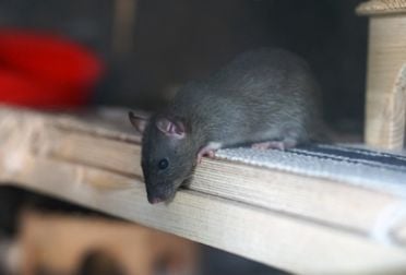 Eliminer les souris et rats : le guide