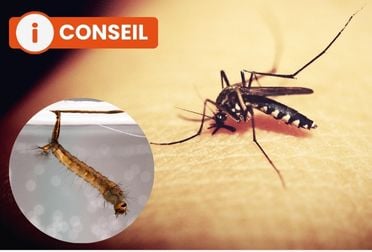 Moustique : le guide complet