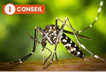 Moustique tigre : l'identifier, piqûre, carte, se protéger