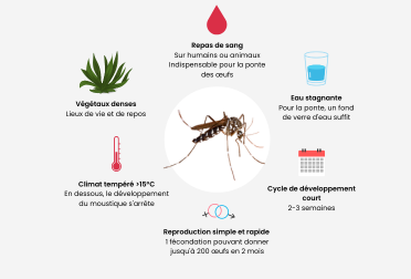 Moustique : le guide complet