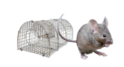 Repulsif souris et rat