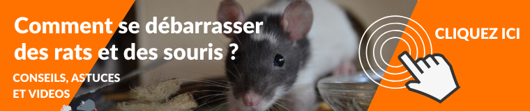 Se débarrasser des rats et des souris