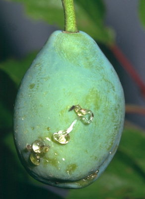 carpocapse de la prune larve