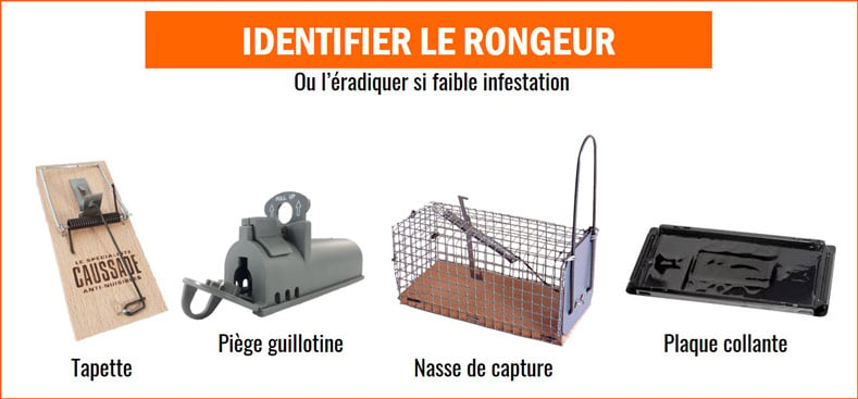 comment éradiquer les rats