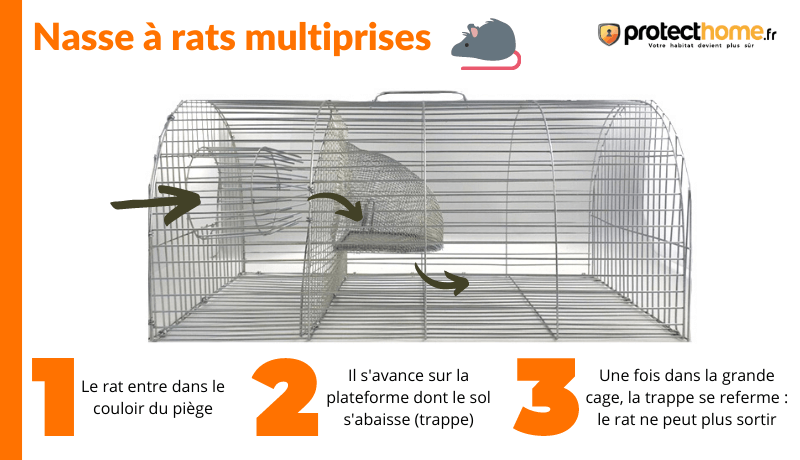 Comment se debarrasser des rats ?