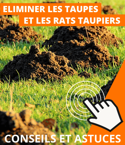 Comment se débarrasser des taupes ?