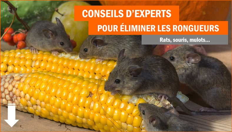 French Pets Raticide/Souricide Souris et Rats – Produit Professionnel  foudroyant, Mort aux Rats Puissant pour intérieur et extérieur | Anti  Rongeur et