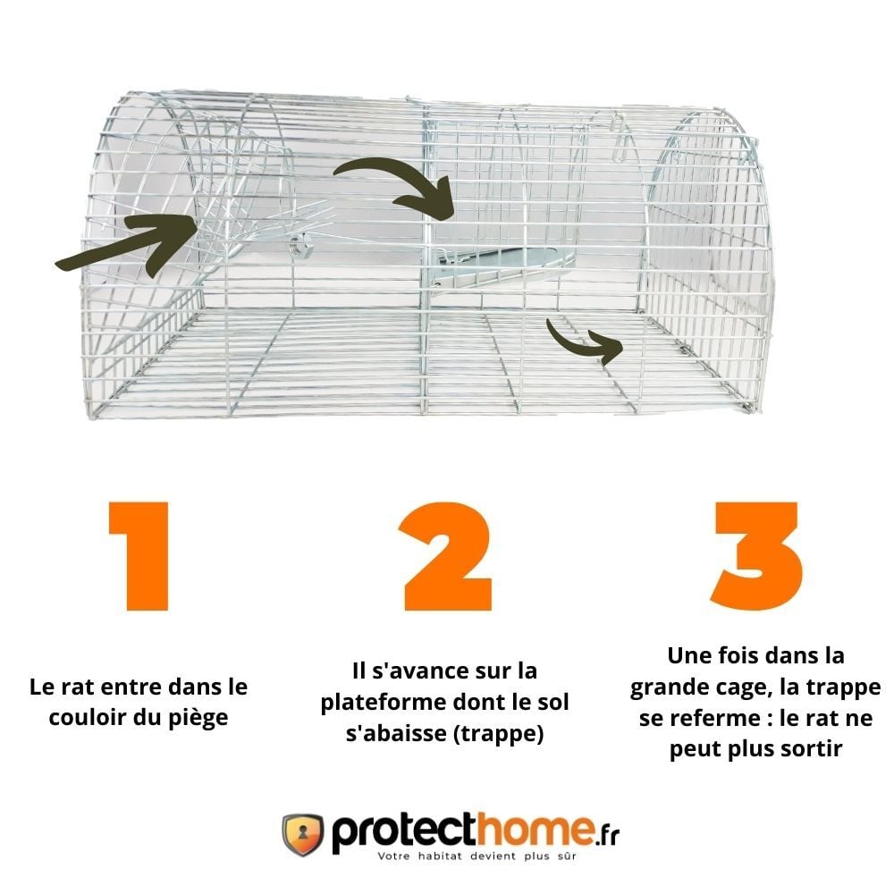 comment se debarrasser des rats avec une cage