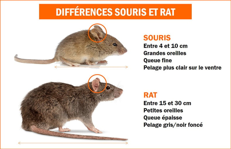 French Pets Raticide Rats et Souris/Souricide foudroyant, Mort aux