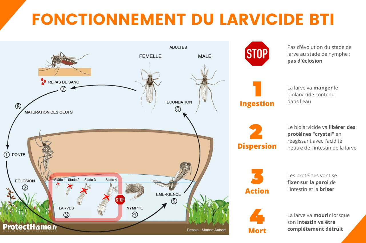 larvicide anti moustique larvicide moustique