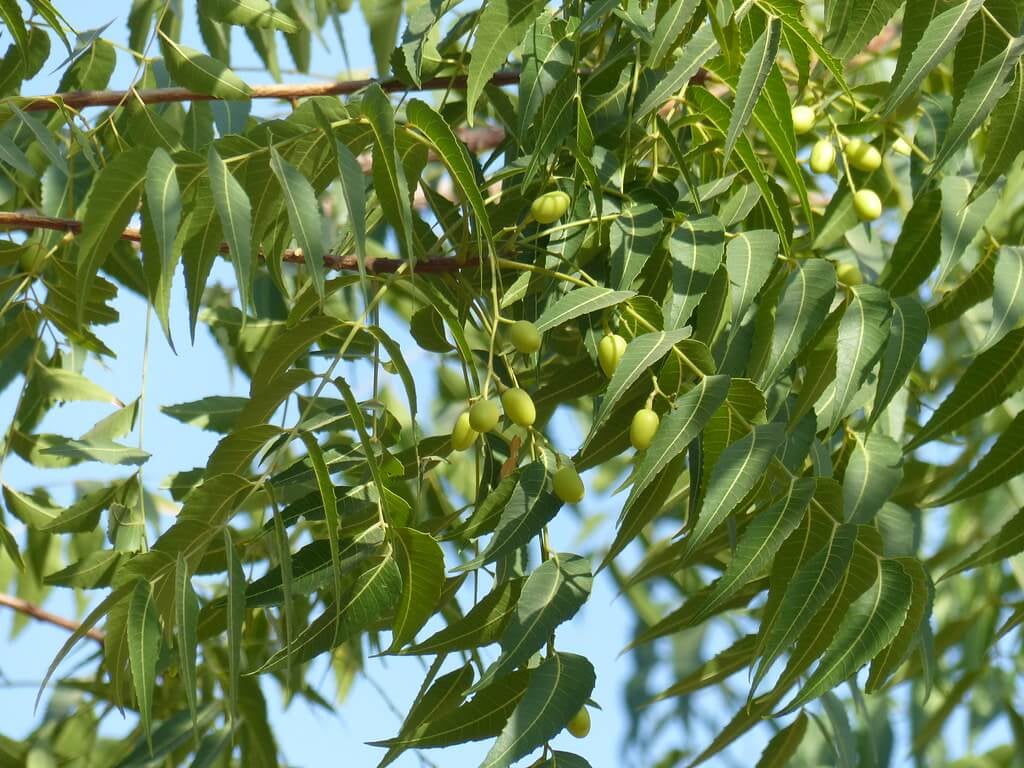 Arbre de Margosa repulsif serpent