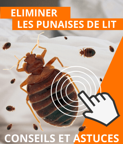 comment se débarrasser des punaises de lit ?