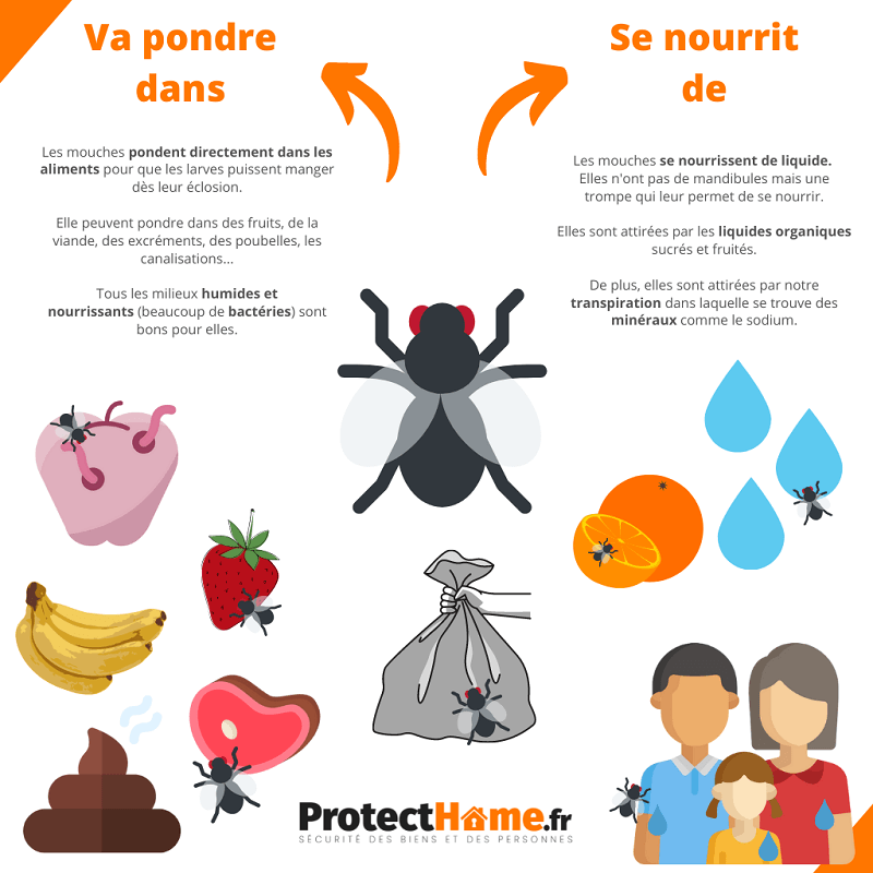 Moucherons : 5 astuces naturelles pour lutter contre ces petits insectes