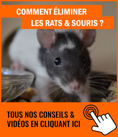 comment éliminer les souris ?