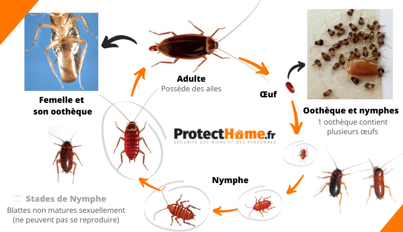 cycle de vie des cafards