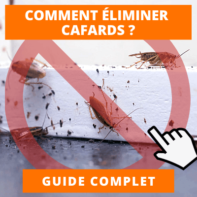 guide comment se débarrasser des cafards ?