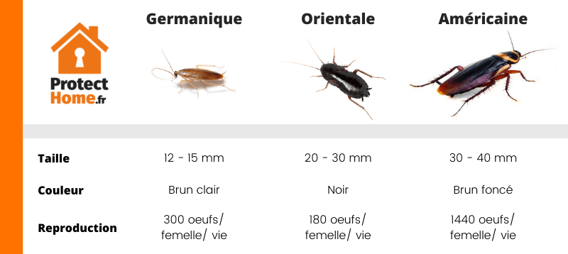 types de blattes