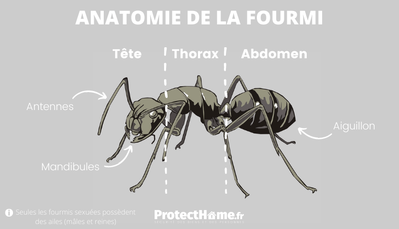 anatomie de la fourmis