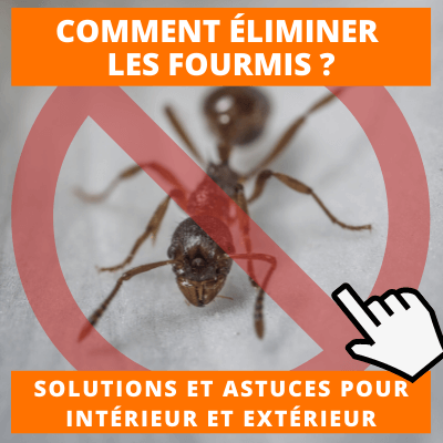 comment éliminer les fourmis