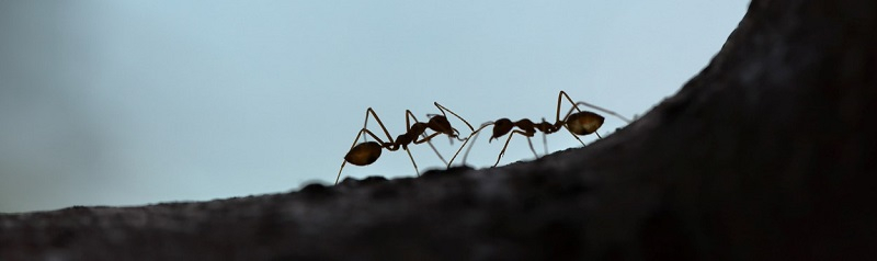 se débarrasser des fourmis dans le jardin