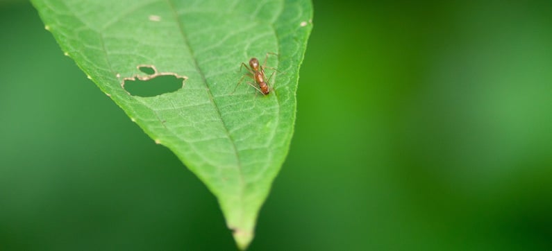 fourmis dans les plantes