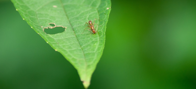 fourmis dans les plantes