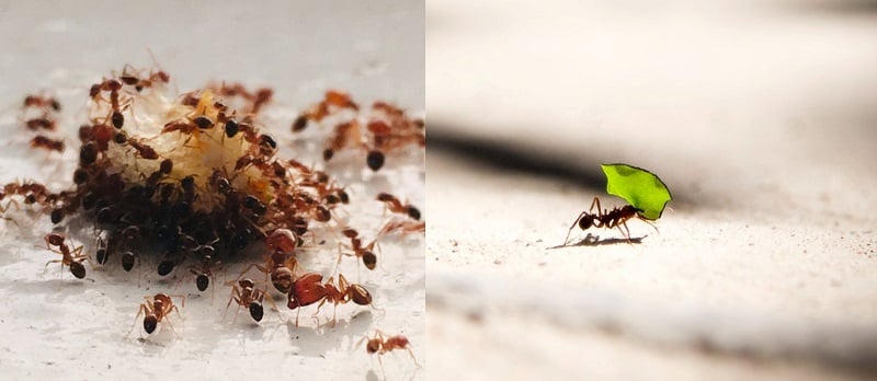 que mangent les fourmis