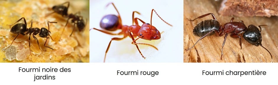les types de fourmis