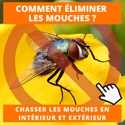 Comment se débarrasser des mouches ?