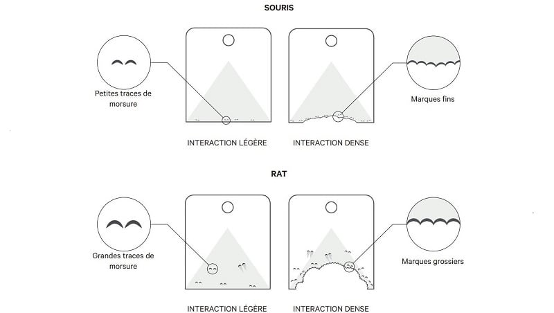 analyse morsures rongeur piege a rat