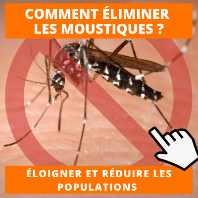 Eliminer les moustiques astuces et conseils