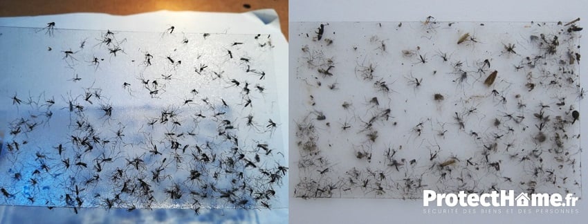 test piege a moustique biogents bg gat