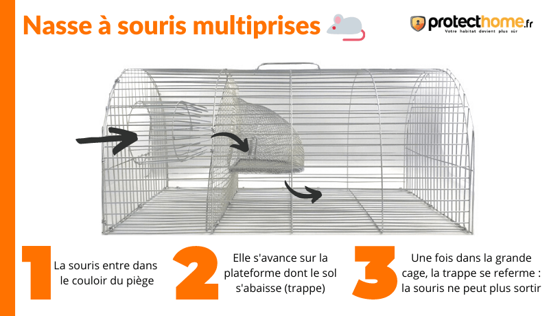 souris extermination nasse